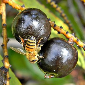 Bob Peterson from North Palm Beach, Florida, Planet Earth! / CC BY-SA 2.0 Saw Palmetto - foto real